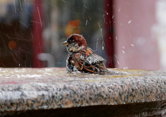 Февраль птицы