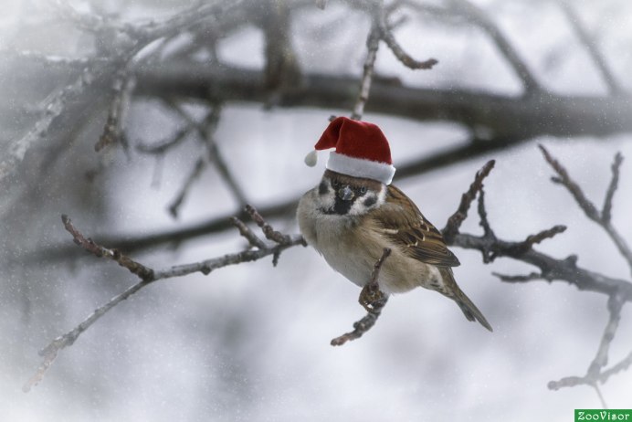 Антон – перезимник, Антонина – половина