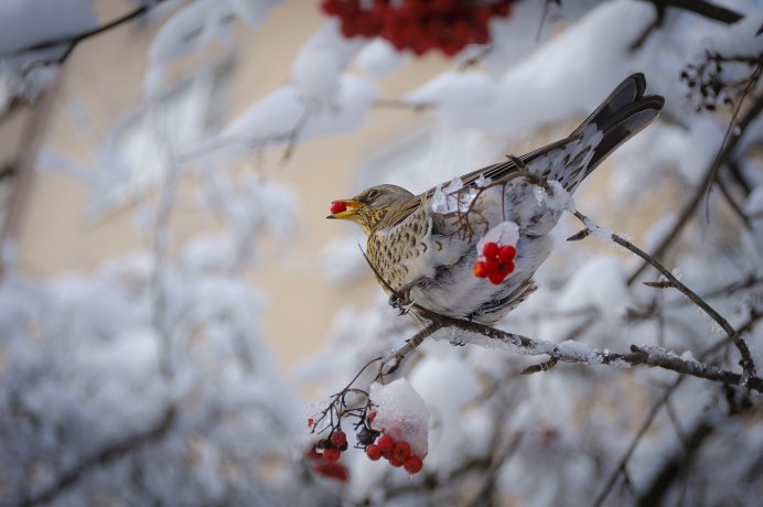 Замерзшая синичка
