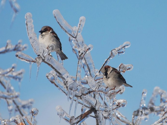 Нахохлившийся Воробей