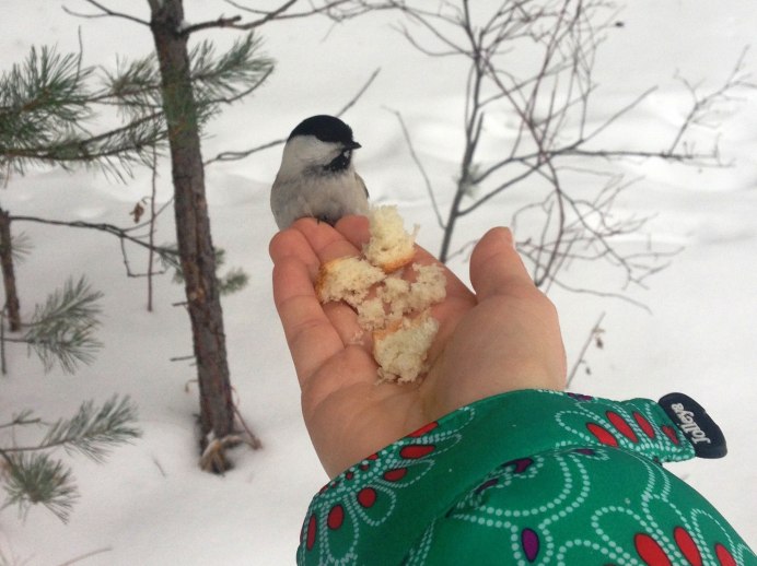 Птицы на заснеженных ветках