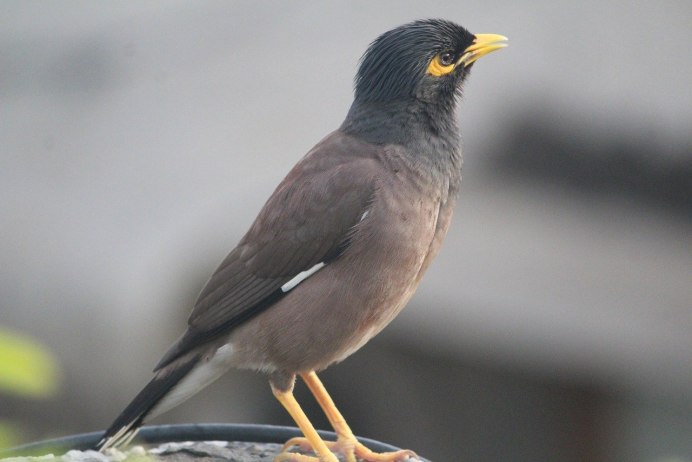 Дрозд чёрный (turdus Merula)
