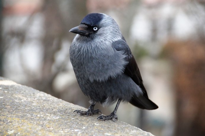 Gray Catbird птица