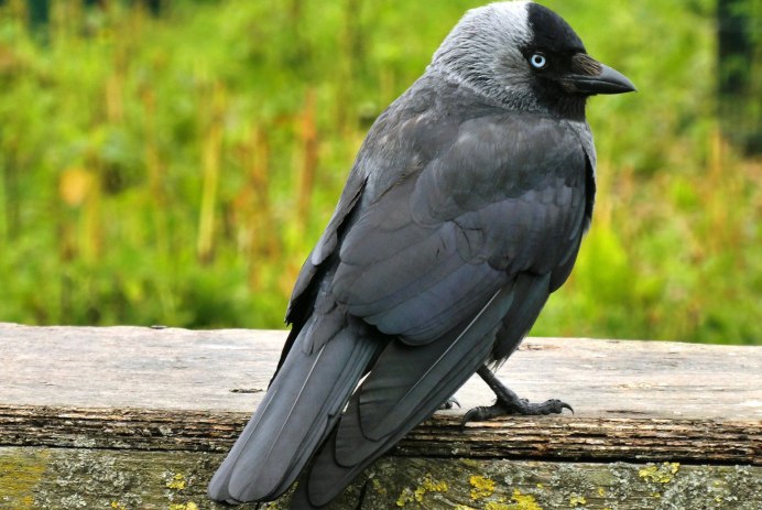 Gray Catbird птица