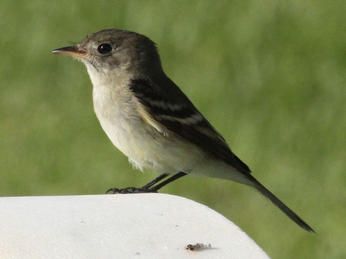 Птицы отряда воробьиных в Подмосковье