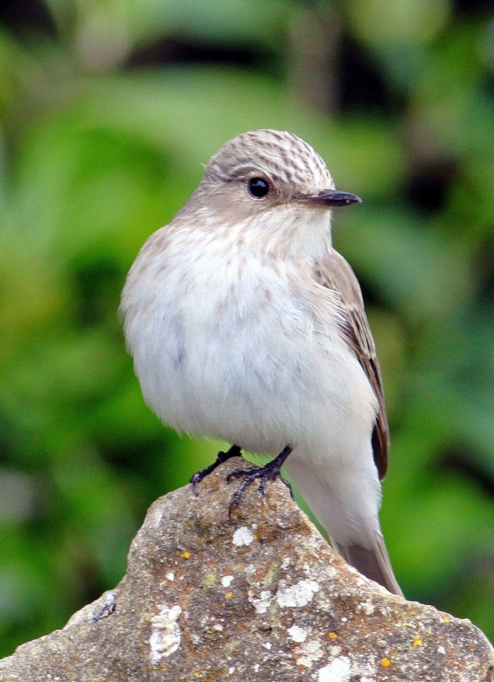 Gray Catbird птица