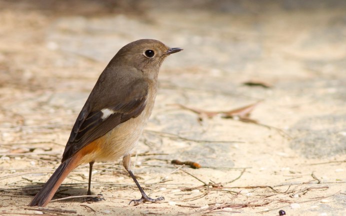Птица меньше воробья серого цвета