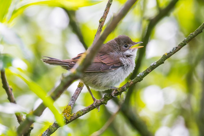Мухоловка пеструшка