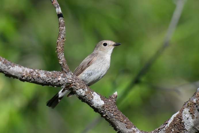 Мухоловка пеструшка самка