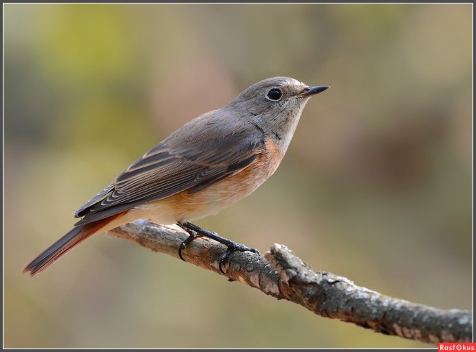 Темно серая птичка