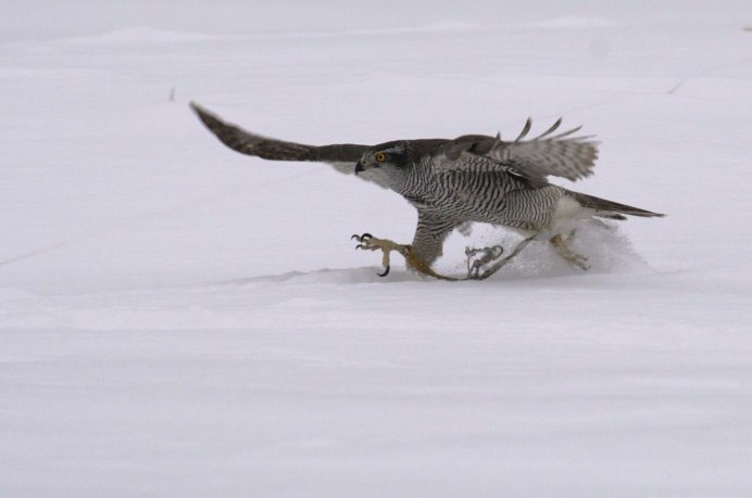 Goshawk vs Birds