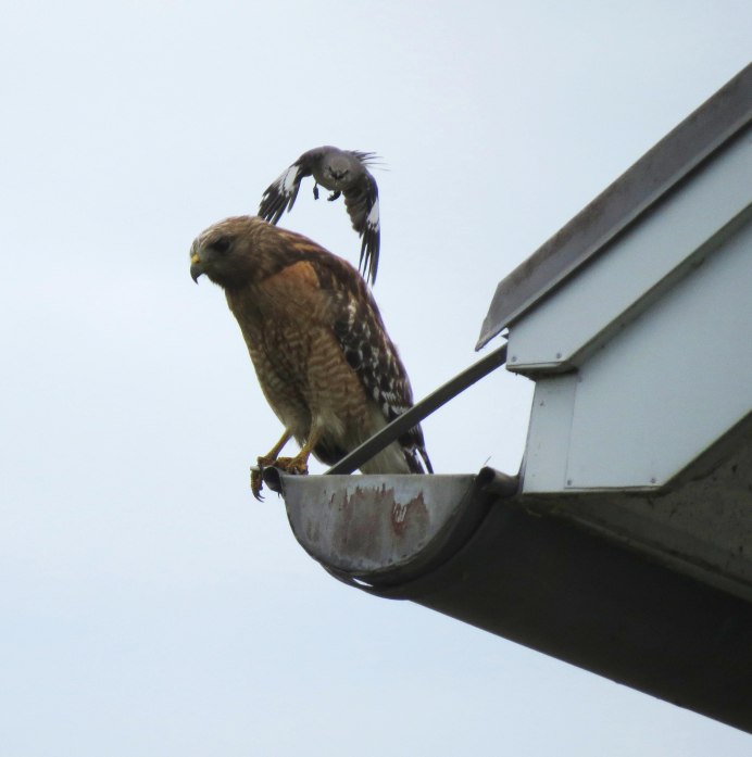 Buteo swainsoni