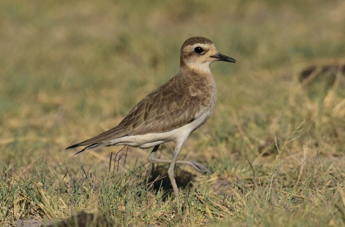 The Caspian Plover (Charadrius asiaticus)