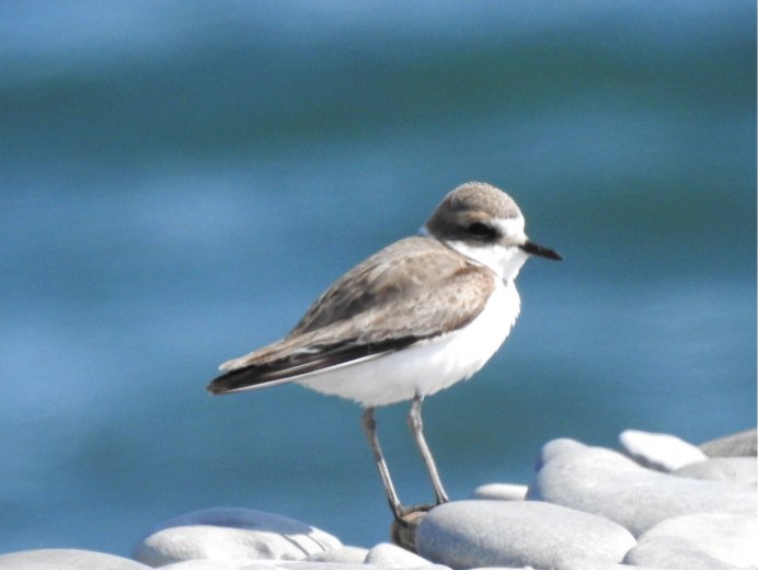 Птица семейства ржанковых 8