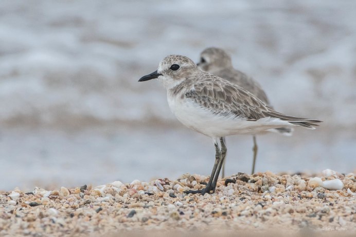 Удивительный мир пернатых