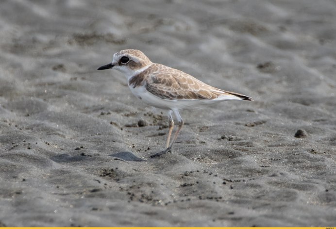 Перепончатый зуёк