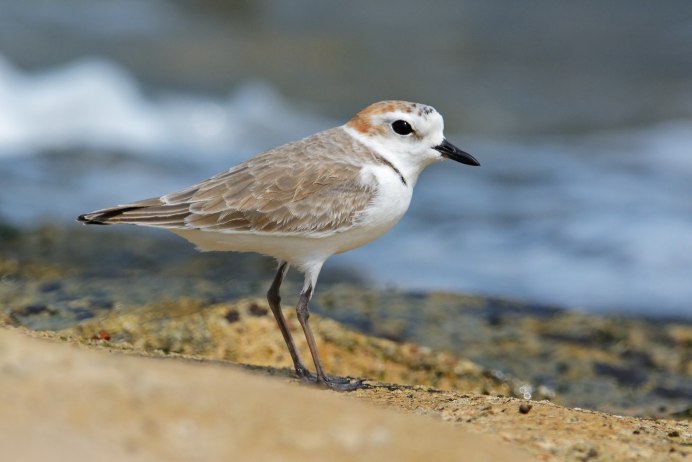 Зуек на белом фоне