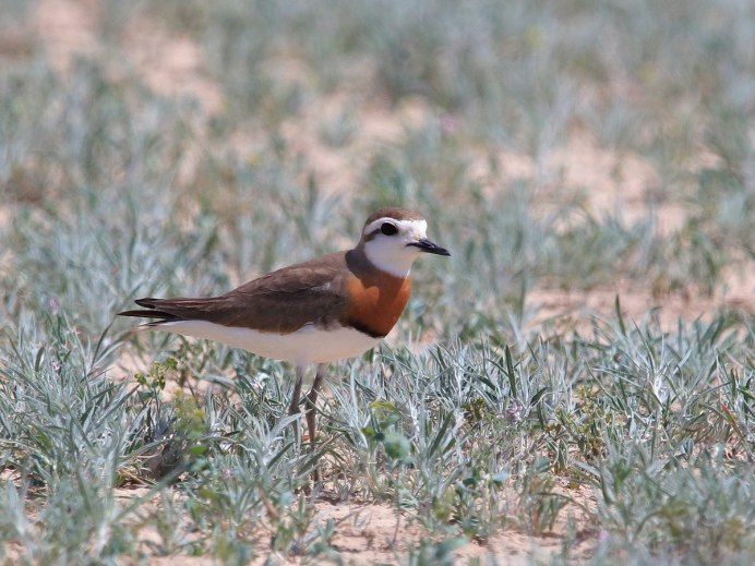 Каспийский зуёк (Charadrius asiaticus)