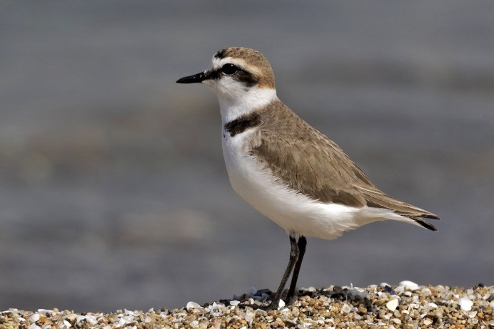 Малый галстучник