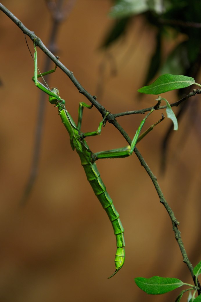Walking Stick Bug
