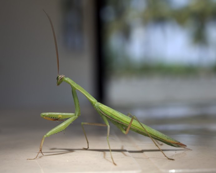 Pterulina distinctissima палочник