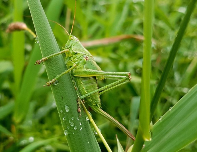 Myronides SP.