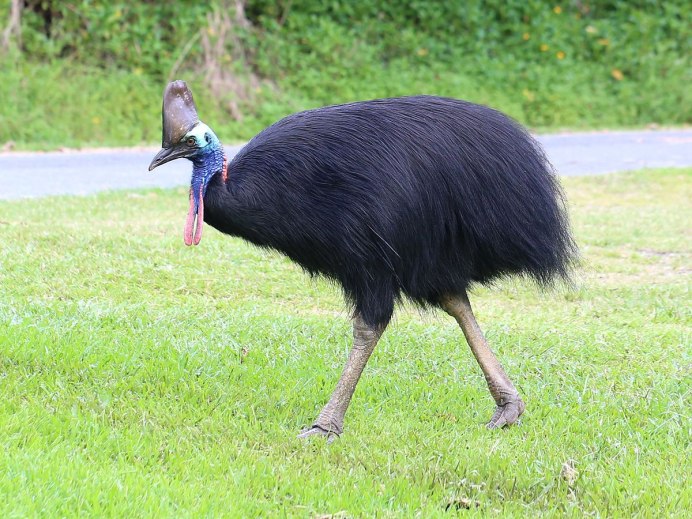 Шлемоносный казуар (casuarius casuarius);