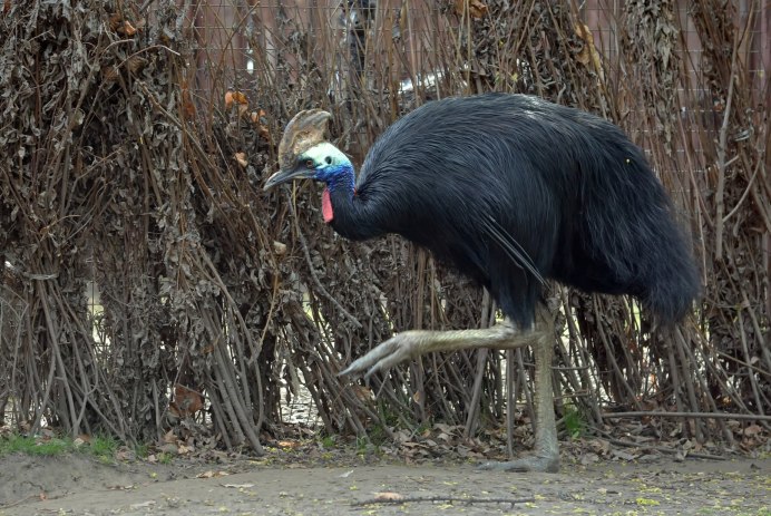 Шлемоносный казуар (casuarius casuarius);