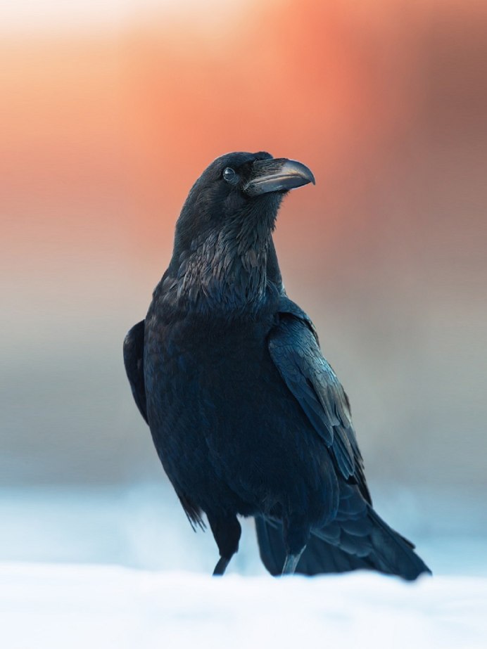 Corvus brachyrhynchos