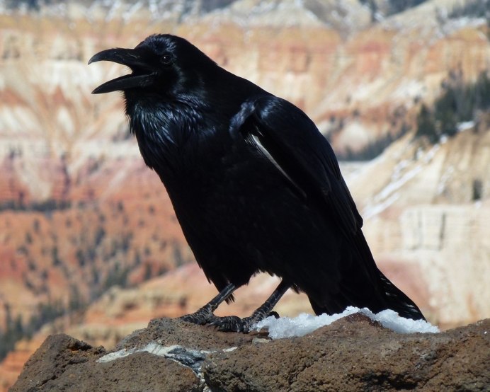 Черный ворон Corvus Corax