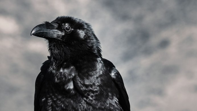 Чёрная воро́на (Corvus Corone)