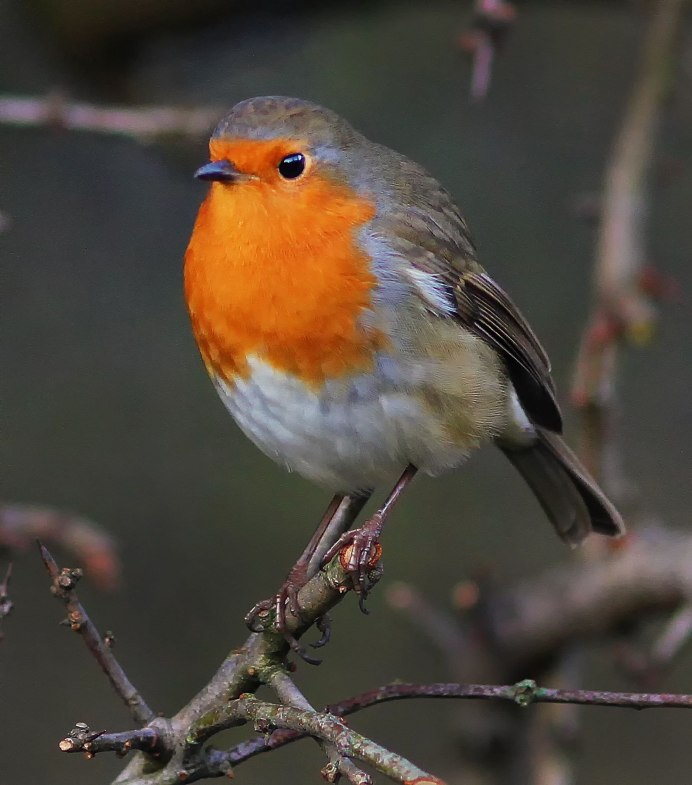 Зарянка Малиновка