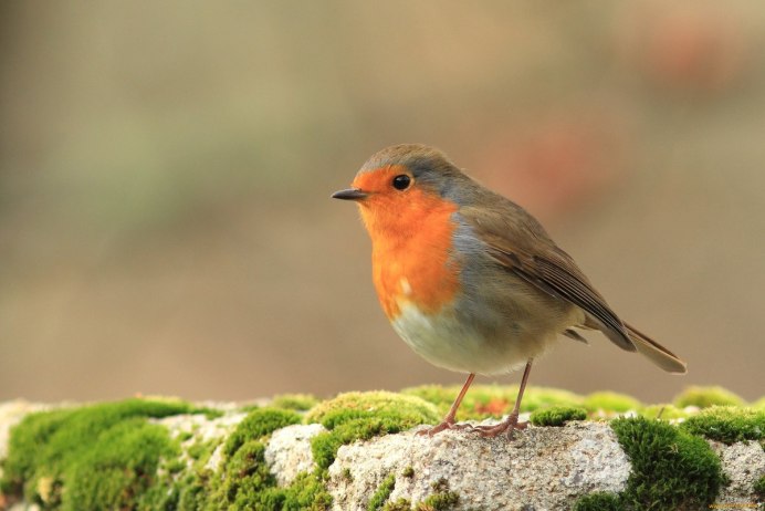 Зарянка хвост