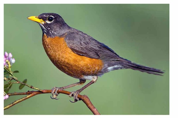 Птица Зарянка Малиновка