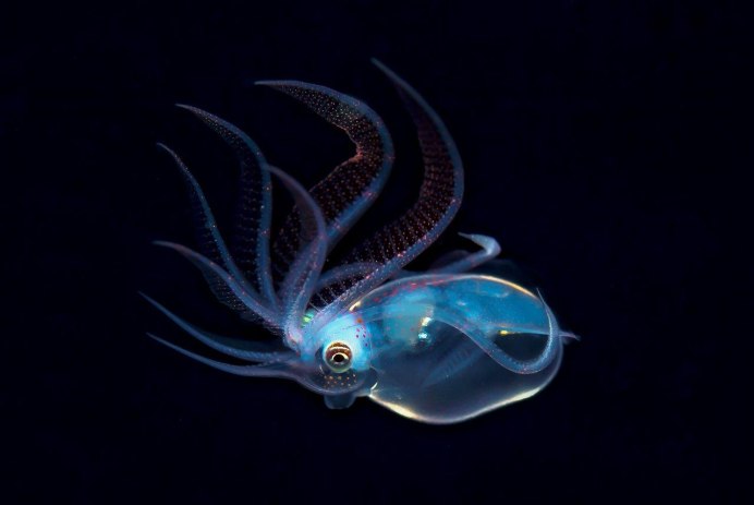 Кальмар вампир биолюми