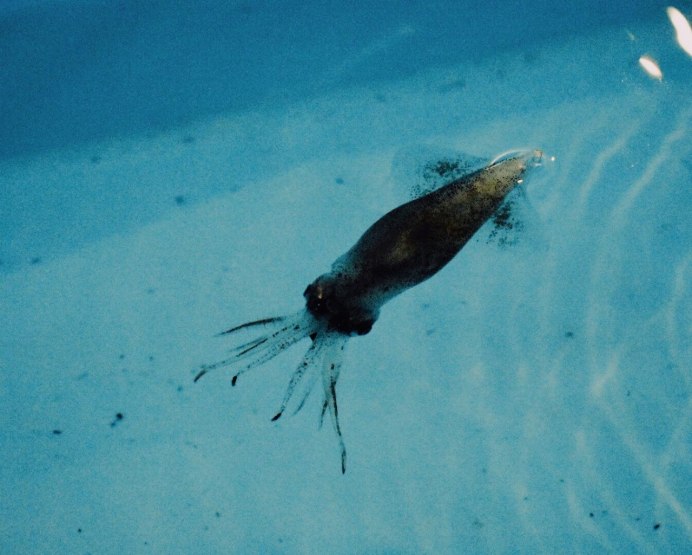 Кальмар Светлячок интересные факты