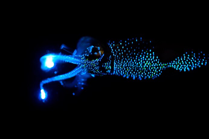 Озеро Гиппсленд (штат Виктория)