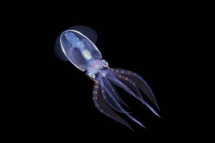 Кальмары ватасения