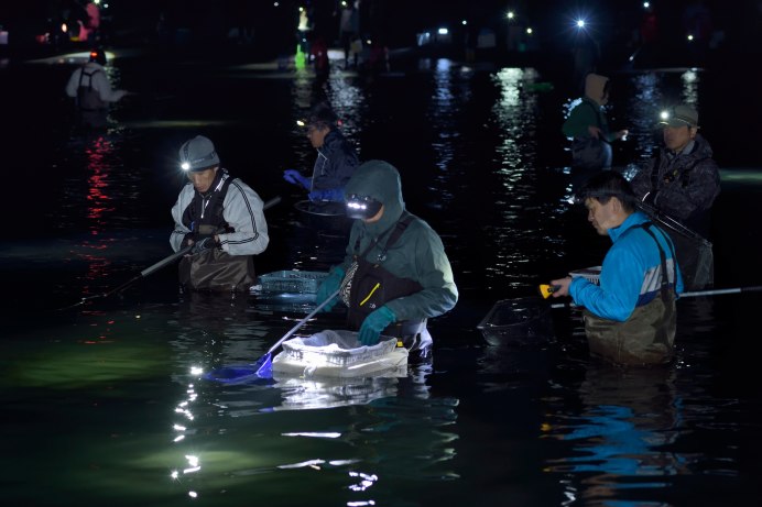 Watasenia scintillans