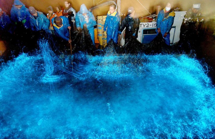 Гавайский бобтейл кальмар