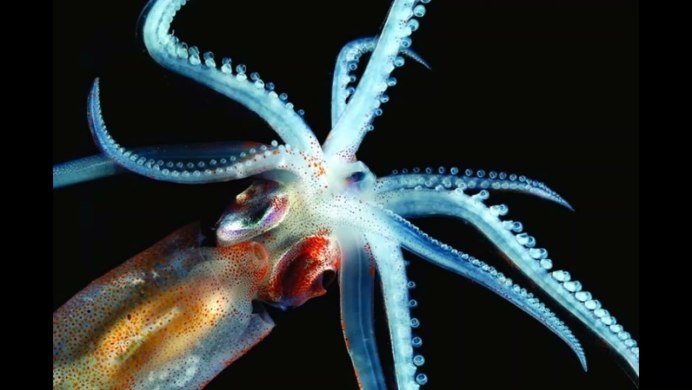 Кальмары светлячки в префектуре Тояма