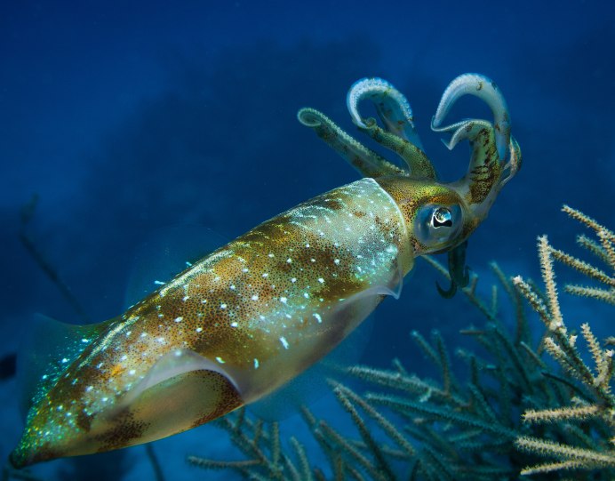 Каракатицевидный кальмар