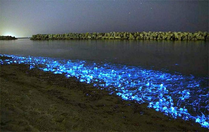 Биолюминесценция осьминог глубоководный