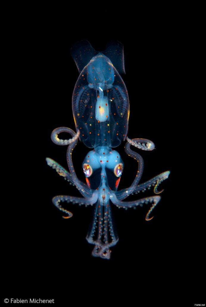 Биолюминесцентный кальмар