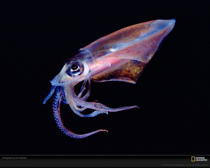 Планктон моллюск