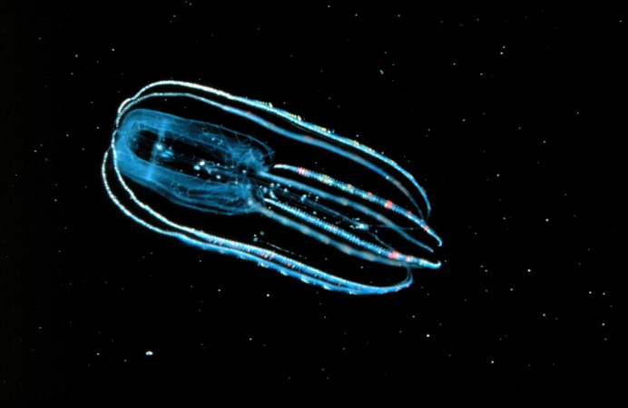 Гигантский кальмар вампир