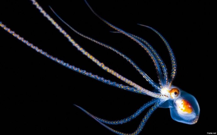 Глубоководный кальмар Светлячок