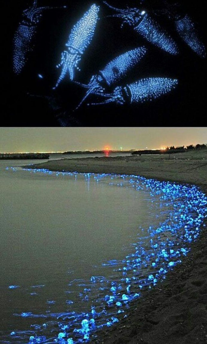 Голубой кальмар