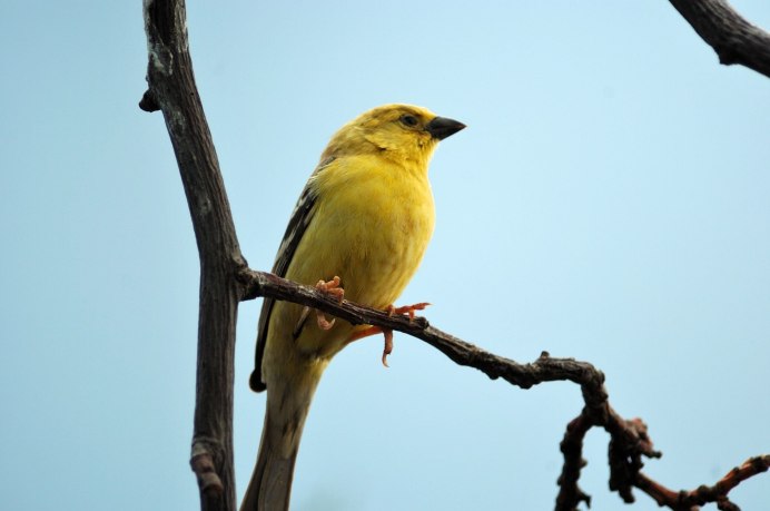 Зеленушка (Chloris Chloris)