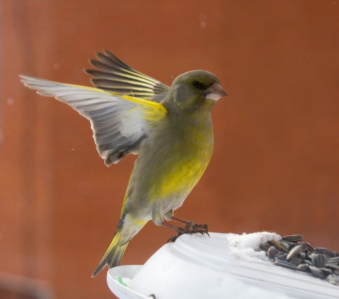 Yellow-Rumped Warbler птица Yellow Rumped